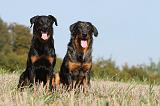 BEAUCERON 582